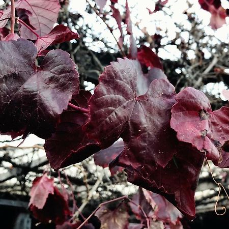 Pieter Van Gent Winery & Vineyard Budgee Budgee 外观 照片